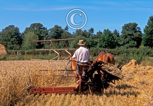 Cutting Wheat DM1199